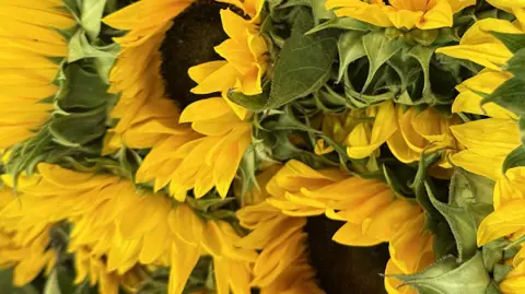 Freesia florist (online store)